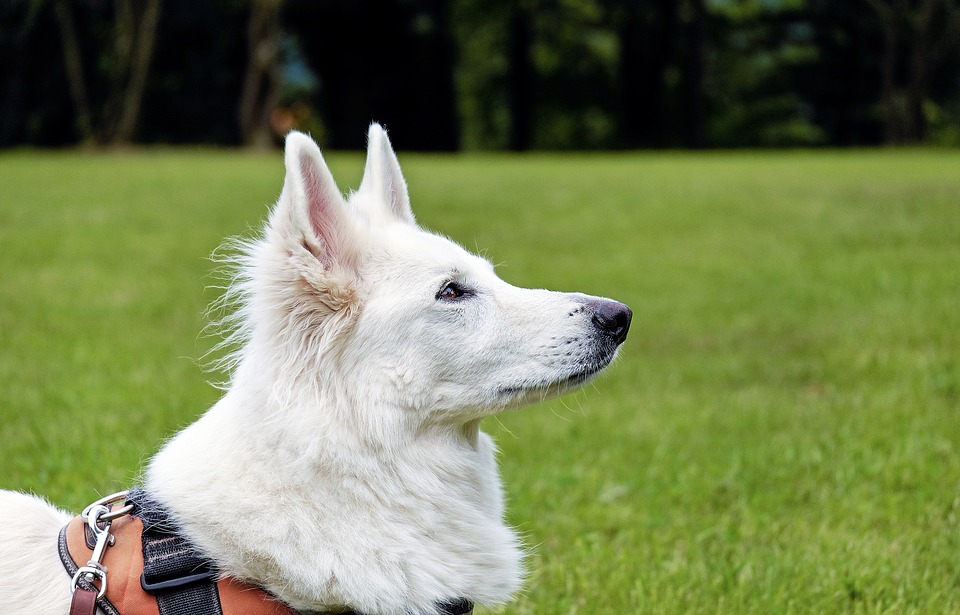 La comunicazione del cane - ore 20.30