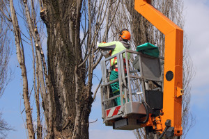 Lavori di manutenzione del verde cittadino